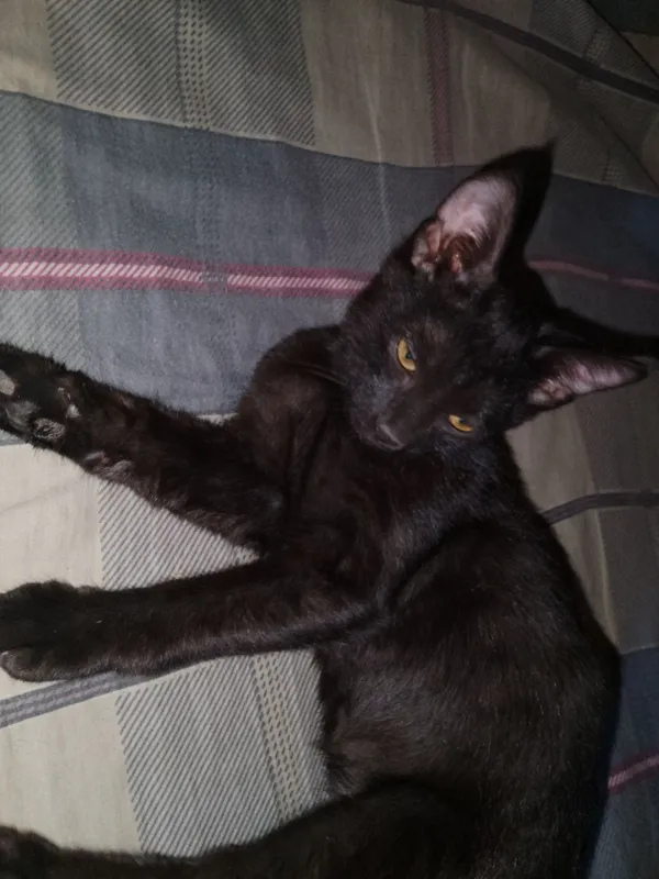 отдам котенка кошечку в добрые руки 1 отдам котенка кошечку в добрые руки 1
