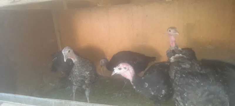 3 oyli kurkala sotladi 4 3 oyli kurkala sotladi 4