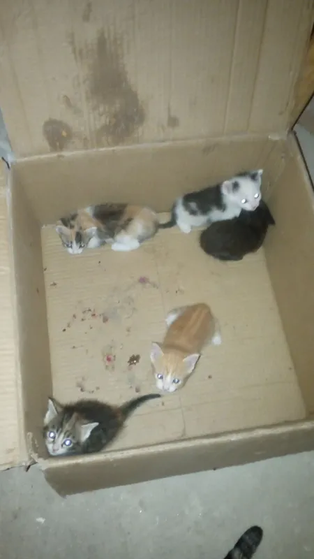 отдам котят в добрые руки