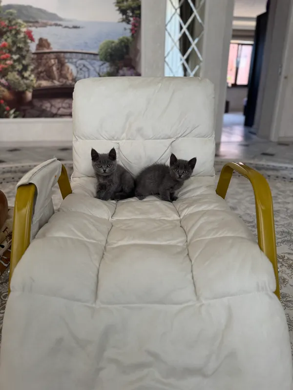 Котята породистые — фото 3