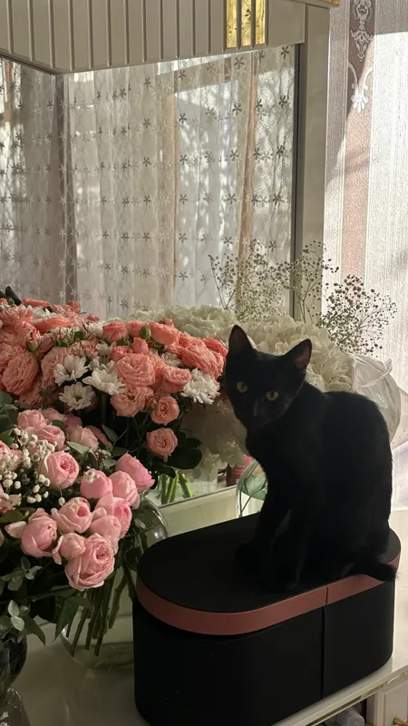 Котята в добрые руки 1 Котята в добрые руки 1