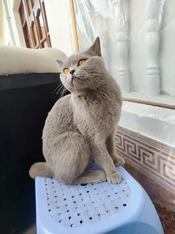 Yaxshi mushuk soğlom erkak — фото 3