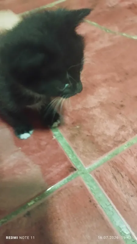 котята маленькие 4 котята маленькие 4