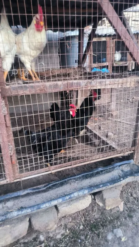 Продаются петухи 2 Продаются петухи 2