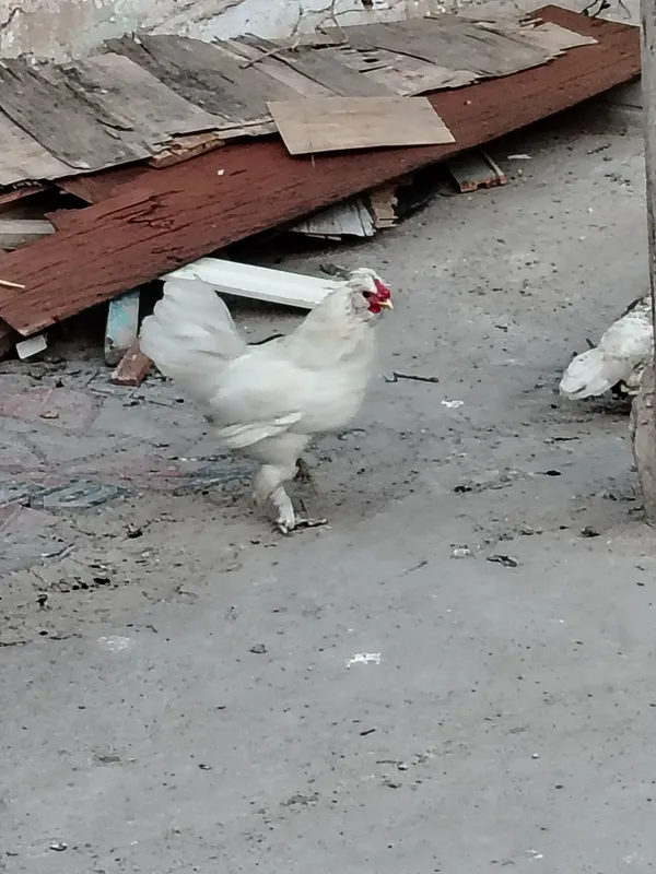 Xoroz arzon va chiroyli
