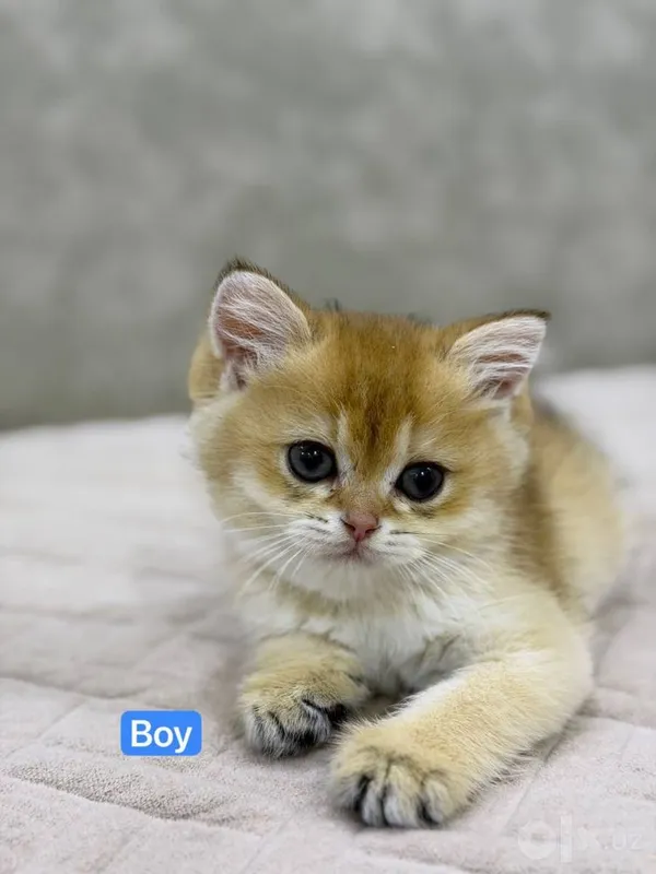 Золотая шиншилла NY12 — котята 2 месяца 2 Золотая шиншилла NY12 — котята 2 месяца 2