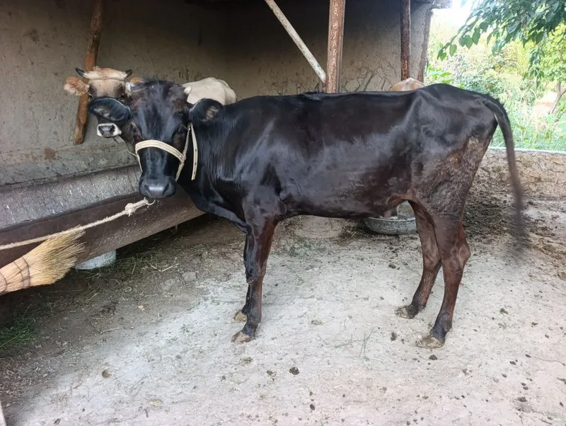 Gʻunojin sotiladi 2 Gʻunojin sotiladi 2