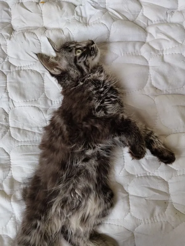 Котенок бесплатно в добрые руки 3 Котенок бесплатно в добрые руки 3
