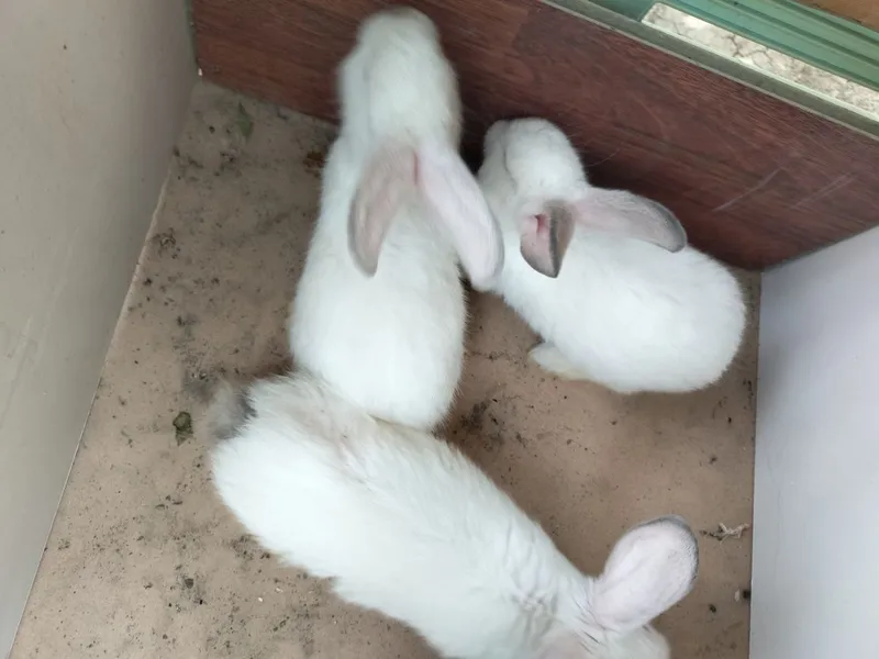 Quyon bollari sotiladi 4 Quyon bollari sotiladi 4