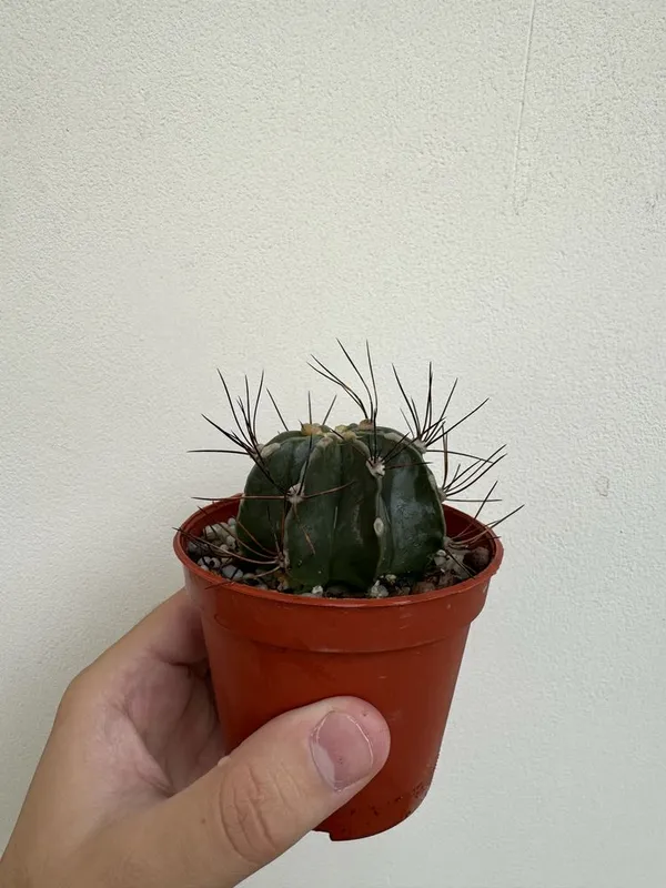 Кактус Astrophytum capricorne nudum — фото 3