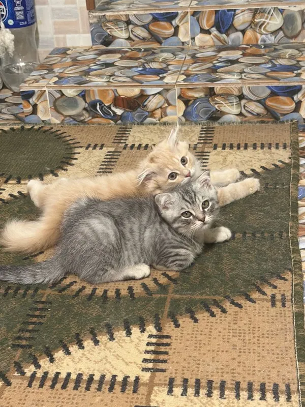Продаются котата скотиш фолд 2 Продаются котата скотиш фолд 2