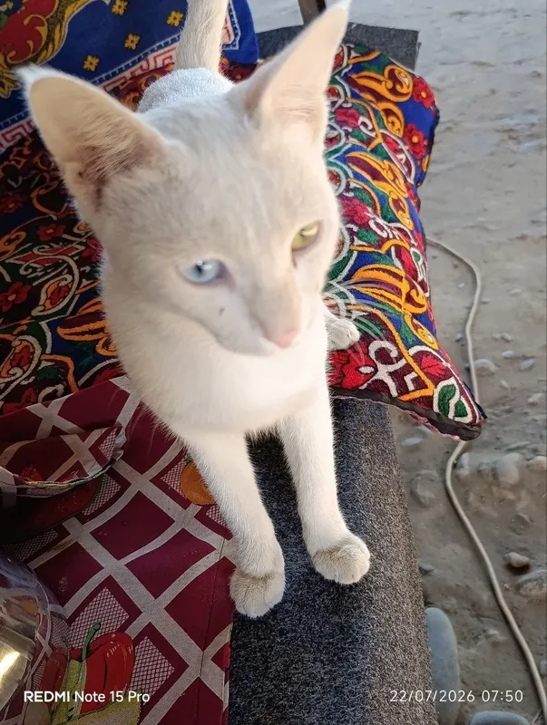 Oppoq, har xil rangli ko'zli (Odd Eye) chiroyli mushuk sotiladi 1