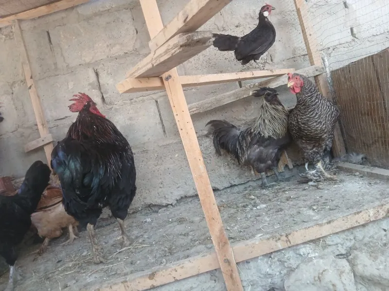 Honaki tovug'lar indautkalar jo'jalari kurka ham bor 8 Honaki tovug'lar indautkalar jo'jalari kurka ham bor 8