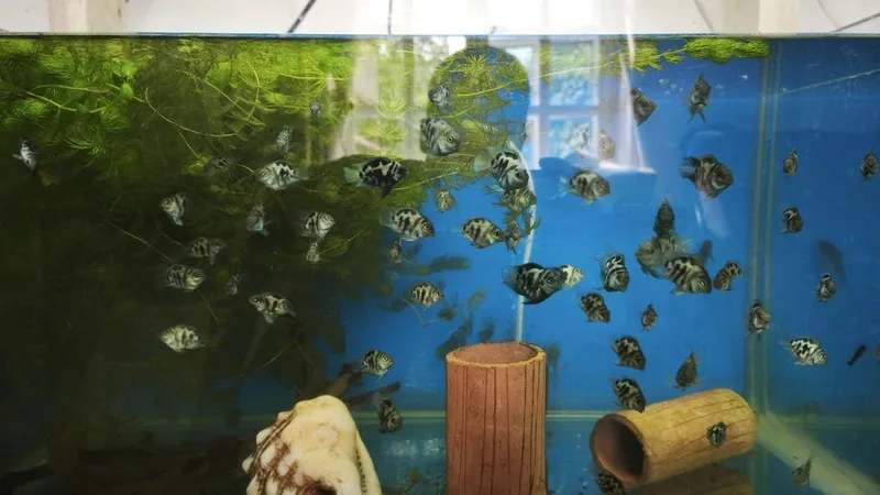 Papugay panda sotiladi