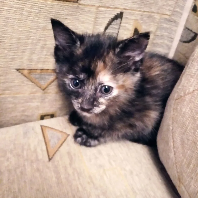 Отдам котят в добрые руки