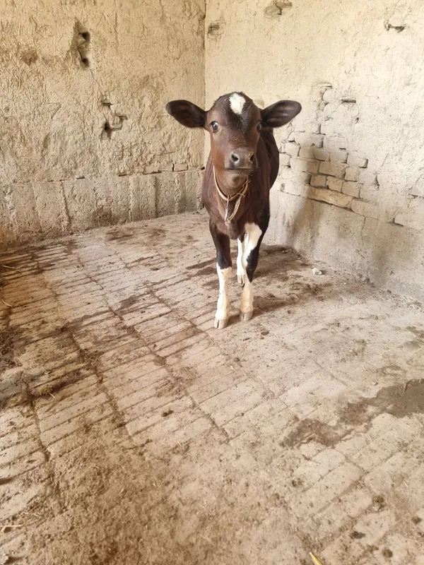 Sigir ona bola 1 qorin chorni pyostra — фото 1