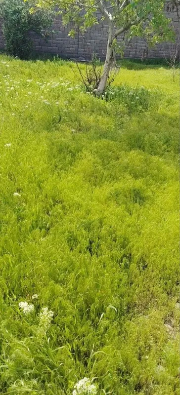 Olmaliqda, Yer sotiladi, Uzum bog’da. (Dacha emas) yo’lga yaqin,
