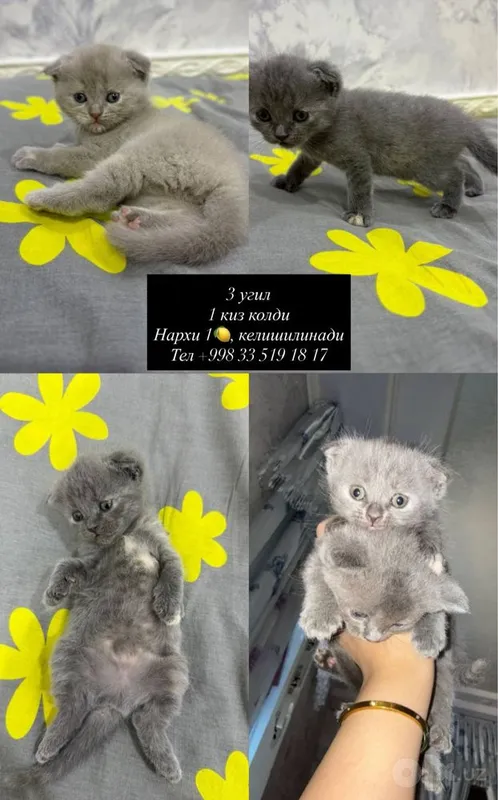 Muchukchalar Scottish Fold Muchukchalar Scottish Fold