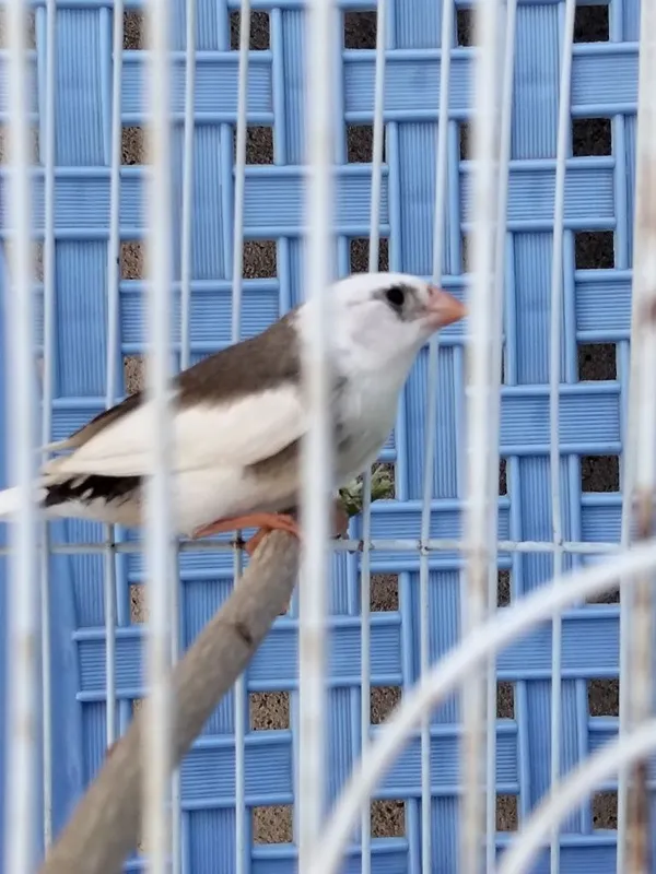 Амадинка сотилади пара 1