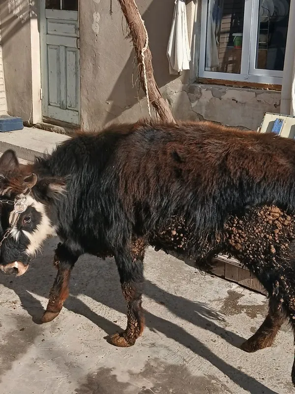 Buqacha sotiladi yeyishi yaxshi kamchiligi yoq 100% — фото 3