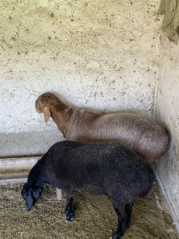Qoʻchqor bln qoʻy sotiladi — фото 1