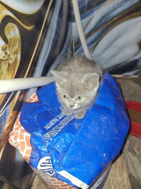 Котята в добрые руки — фото 1
