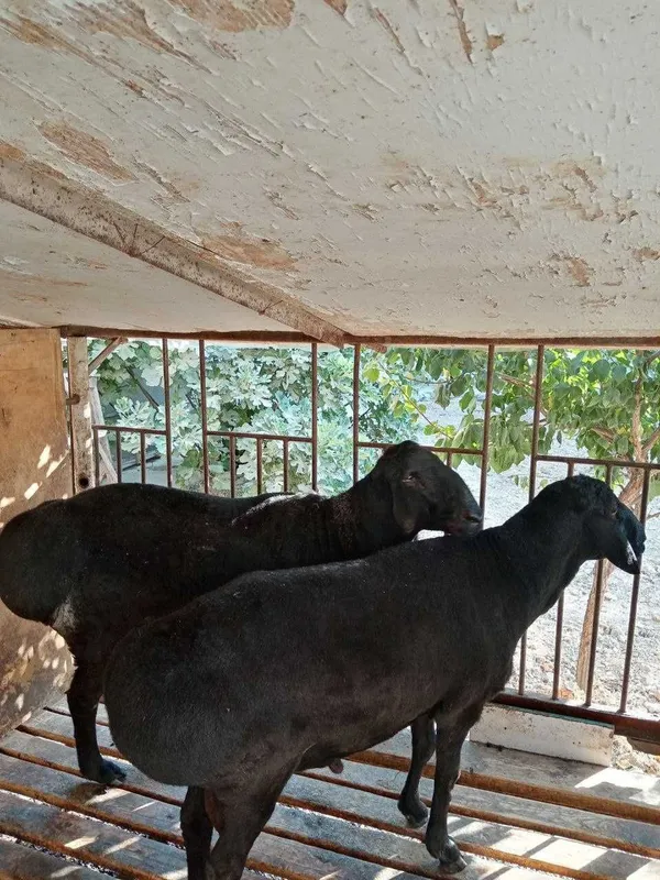 Qoy sotiladi qurbonlik uchun