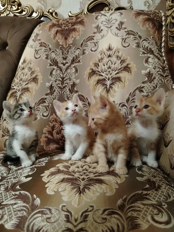 Отдам ДАРОМ замечательных котят 3 Отдам ДАРОМ замечательных котят 3