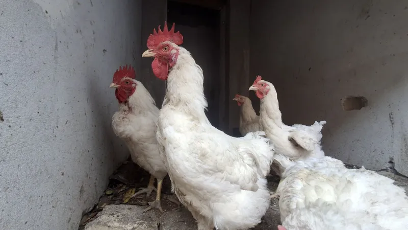 Bruler tovuk xorozlari sotiladi