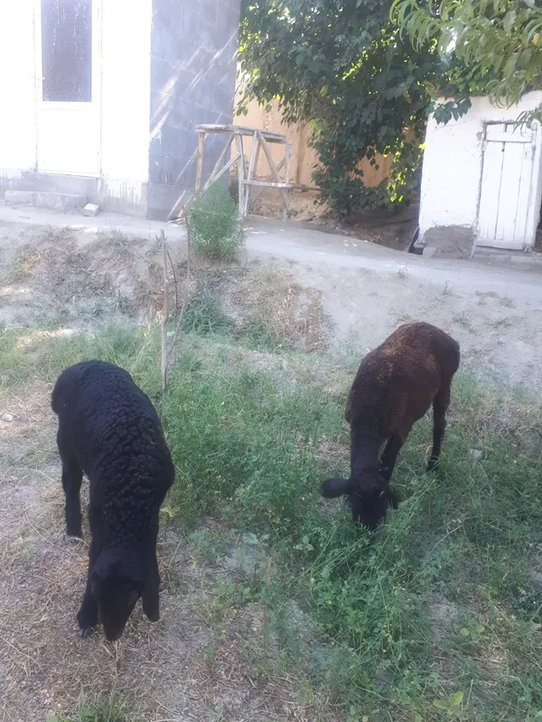Ona bola qo'y sotiladi bolasi qoʻchqor 3 Ona bola qo'y sotiladi bolasi qoʻchqor 3