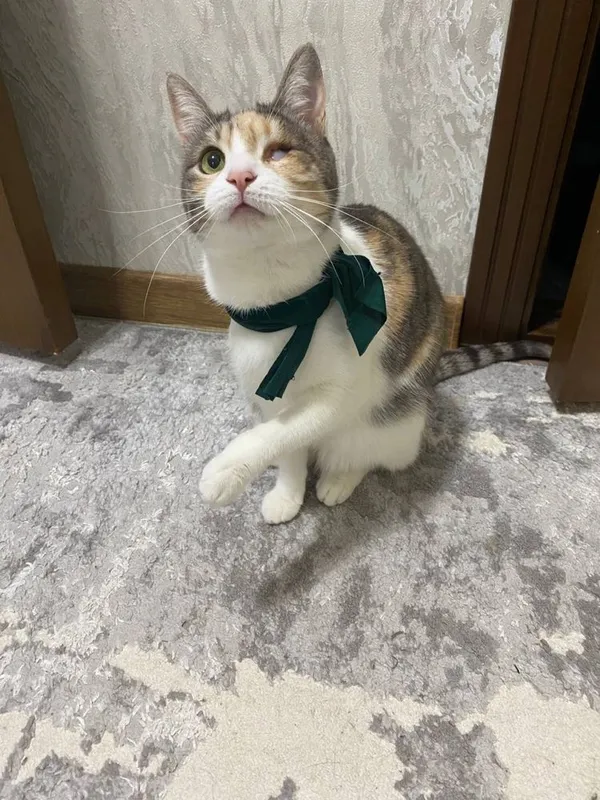 Трехцветная счастливая кошечка. Бесплатно! На участок. Стерелизована Трехцветная счастливая кошечка. Бесплатно! На участок. Стерелизована