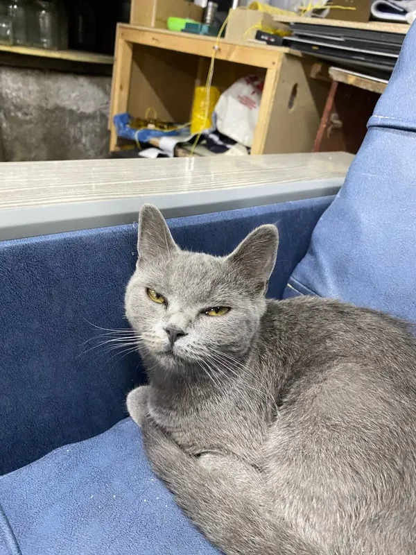 Скотч-страйт 2