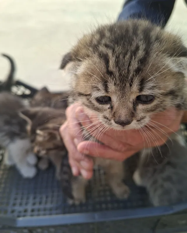 Здоровые котята отдаются бесплатно 3