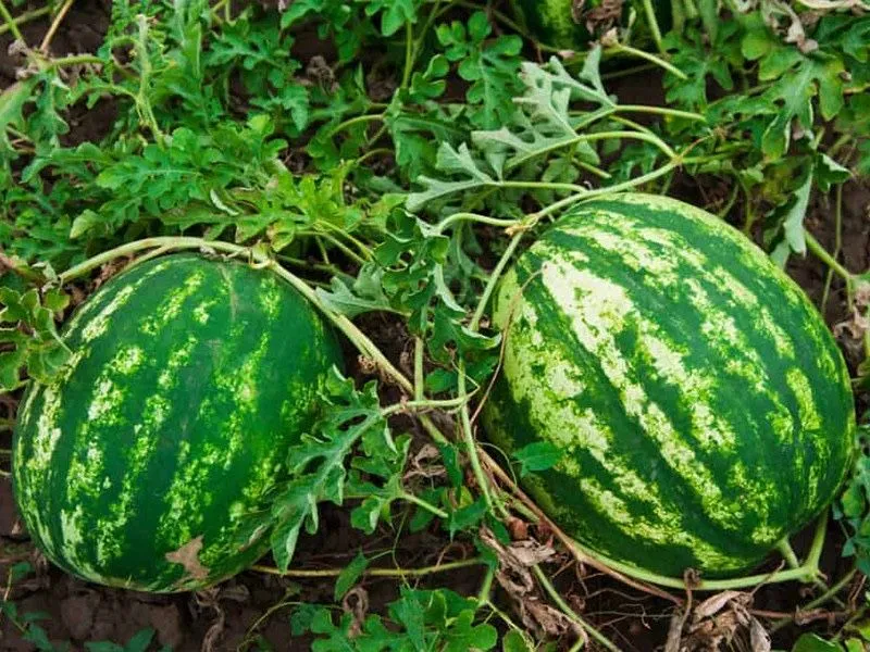 1 kg tarvuz 3 000 som dan vodiy boylab yetkazib beramiz 1 1 kg tarvuz 3 000 som dan vodiy boylab yetkazib beramiz 1