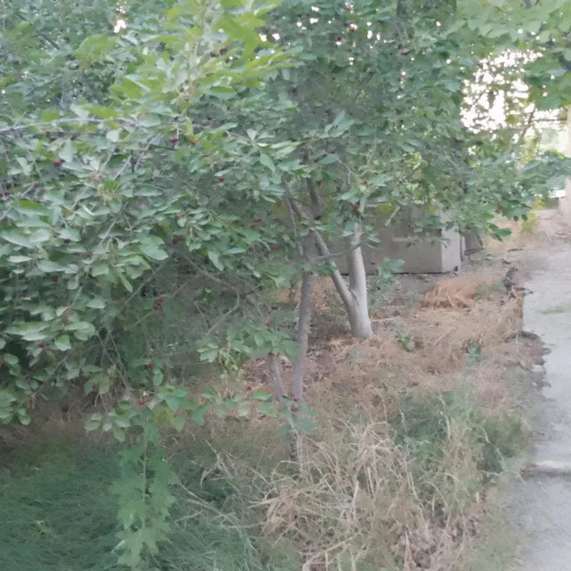 Dacha sotiladi ,2 qavatli,1 qavat 3 xona, 2 qavat 2 xona, sarayi bor
