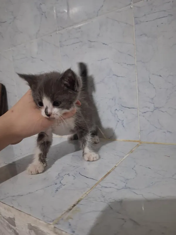 Милые домашние котята (бесплатно) 1 Милые домашние котята (бесплатно) 1