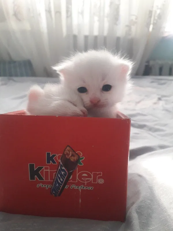 Продаётся котёнок скоттиш фолд — фото 1