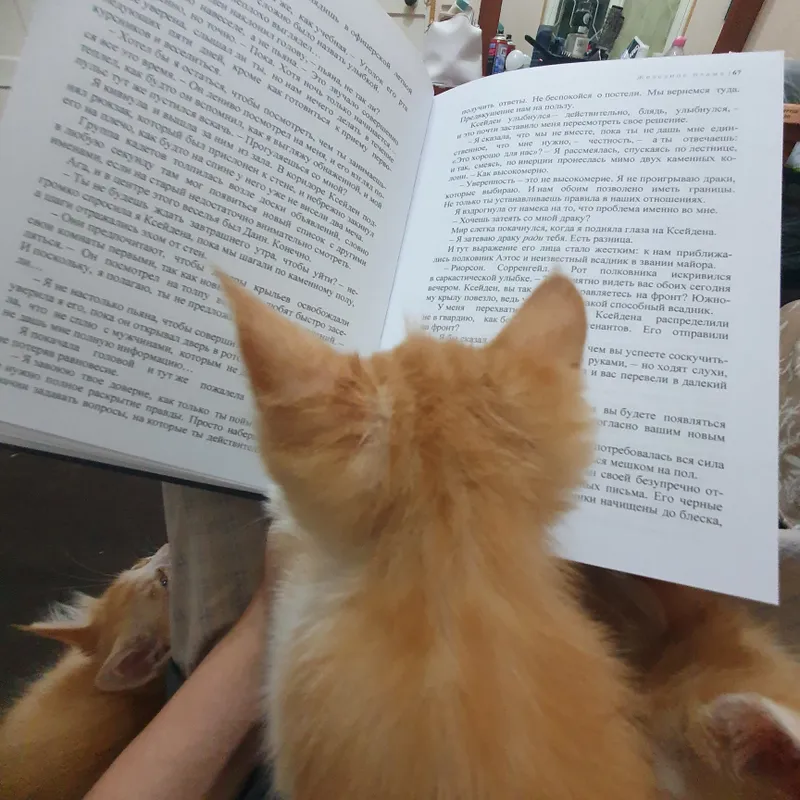 котята пушистые 3 котята пушистые 3