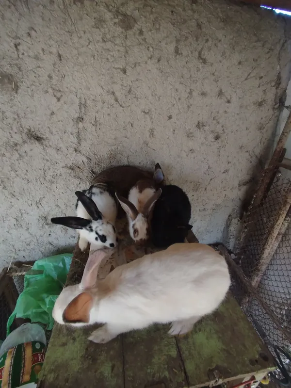 Quyon bolalari sotiladi erkakgi bor 1 yoshar