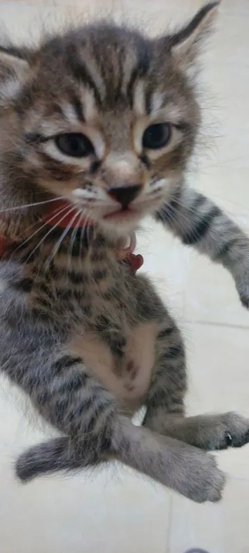 Котенки отдам бесплатно. Родились 13 апреля.