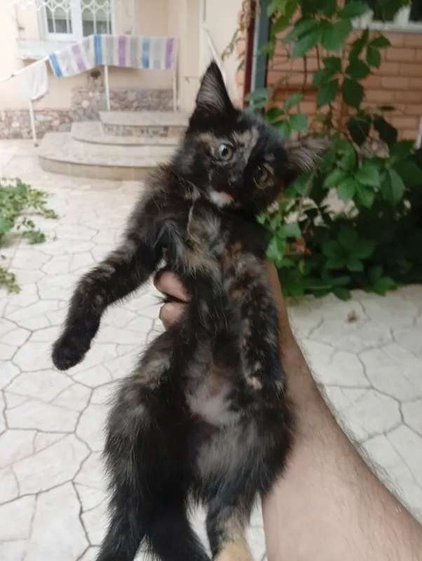 Прекрасные котята — фото 5