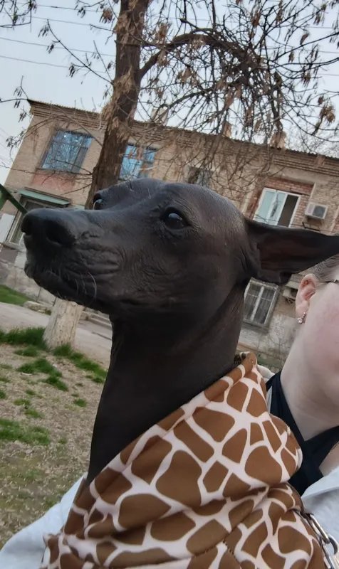 Иннокентий ищет даму сердца