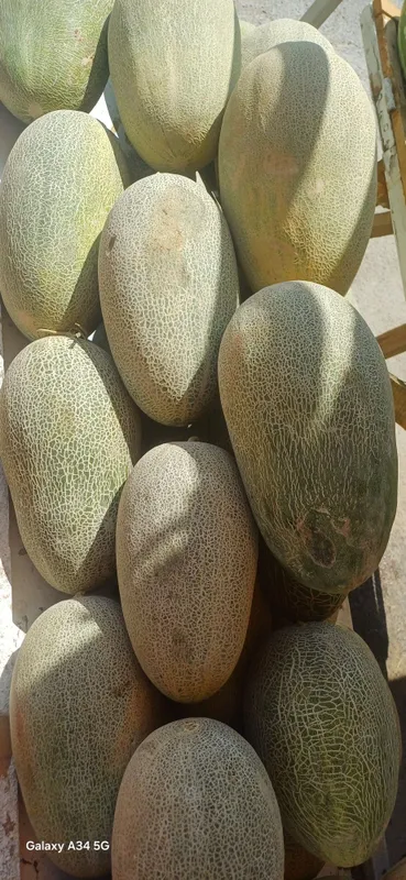 Ko‘kcha qovun jizzah yerlaridan 2 Ko‘kcha qovun jizzah yerlaridan 2