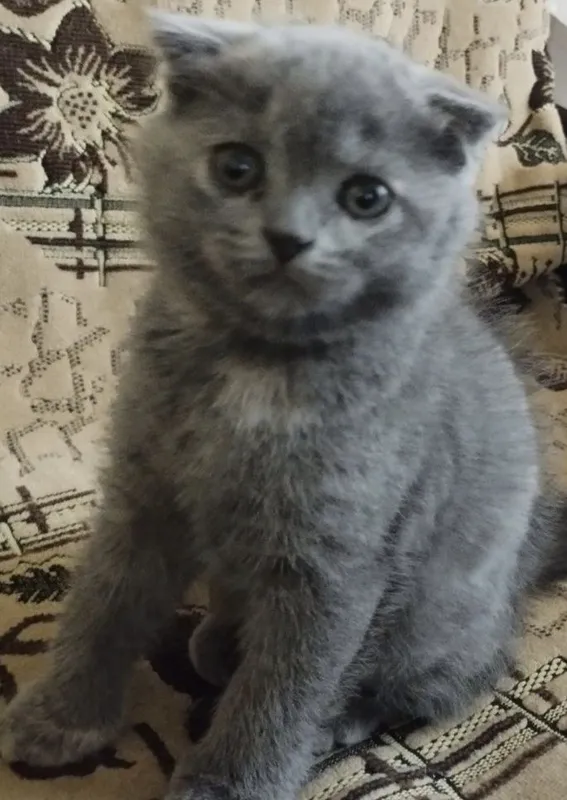 Скотиш фолд мальчик