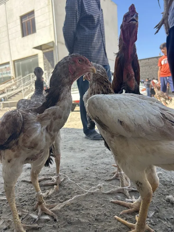 kulangi xoʻroz mokiyon куланги хуроз ва мокиён — фото 6