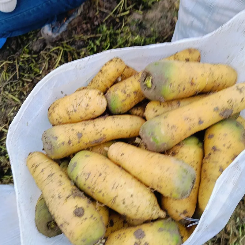 Sabzi uruģi sotiladi 7