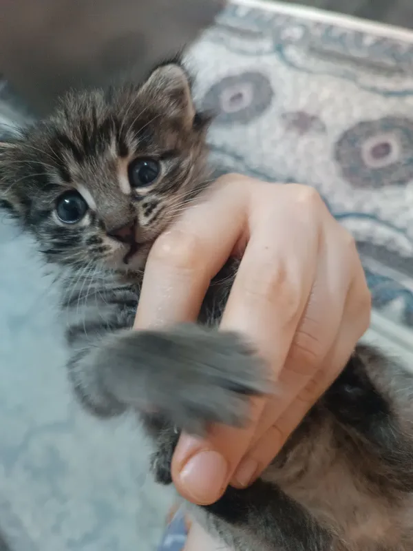 Мушукча, котёнок — фото 2