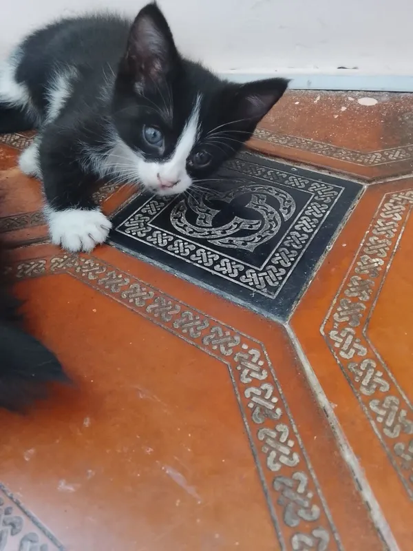 Отдам даром красивых котят 6 Отдам даром красивых котят 6