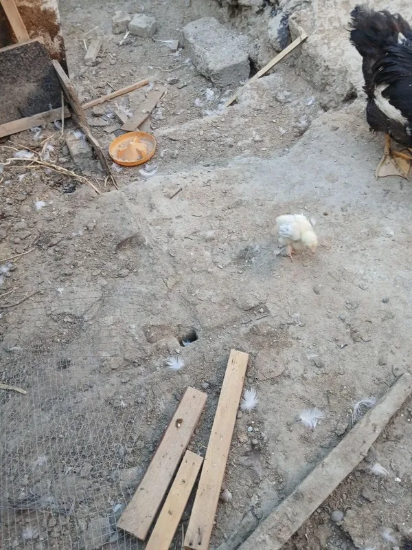 Jojalar sotiladi donasi 25 ming 2 Jojalar sotiladi donasi 25 ming 2