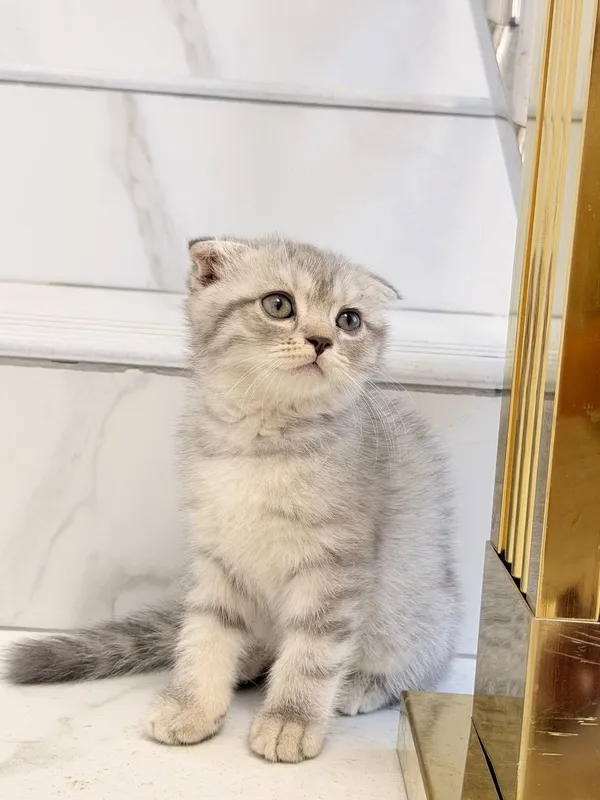 Продам четырёх котят 1 Продам четырёх котят 1